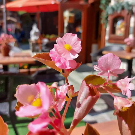 Otel Perruquet 3 Stelle Superior