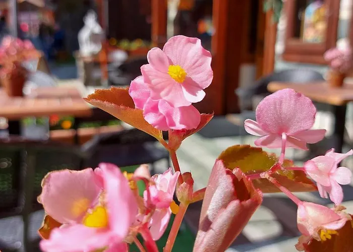 מלון Perruquet 3 Stelle Superior